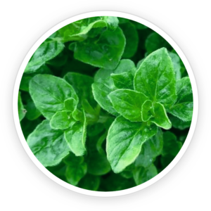 Oregano Leaf Oil